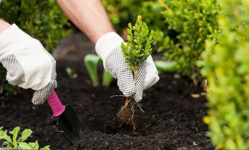 Правильный уход и посадка растений в вашем саду